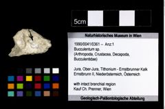 Foto (Objekt + Etikett) von Bucculentum sp.  (NHMW-GEO-1990-0041-0361)